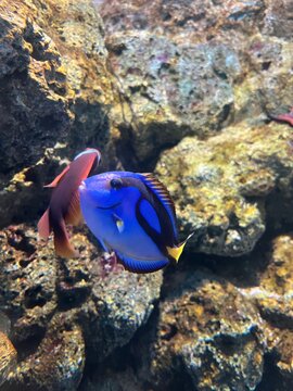 fish in aquarium