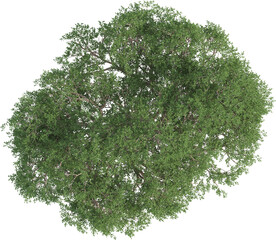 Top view of Olive Tree
