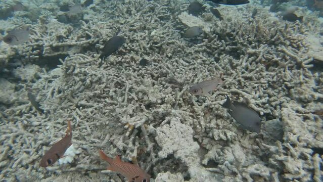 many fish in a coral reef in the Maldives