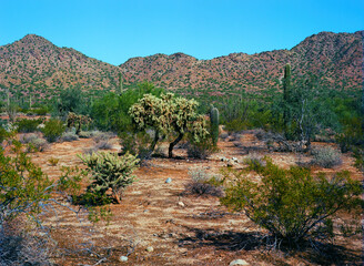 Film Image Sonora Desert Arizona