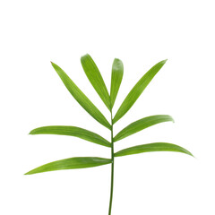 Palm tree leaf isolate over white background