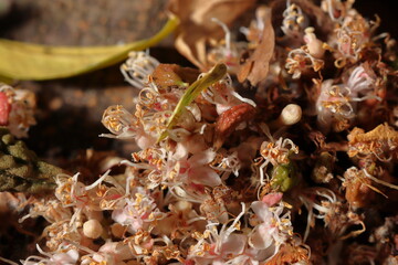 Amazing small flowers of the nature. Bunch of flowers growth from the tree trunk. Nature flowers of growth from the tree trunk.
