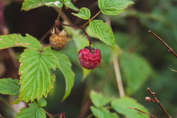 raspberries at the bush in the forest at a autumn day