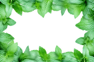 Frame / border made of fresh mint leaves isolated on transparent background cutout PNG