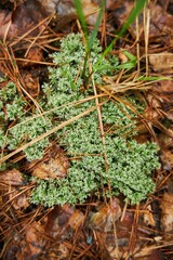Mosses and lichens in the forest. Wild plants of our planet.