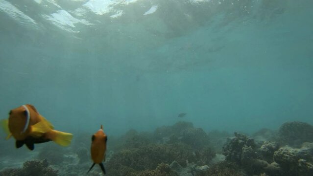 many fish in a coral reef in the Maldives
