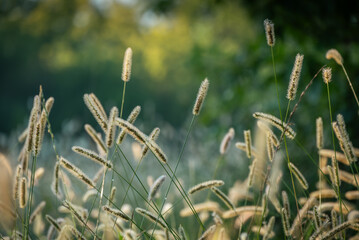 Grass in bloom on a dewy morning