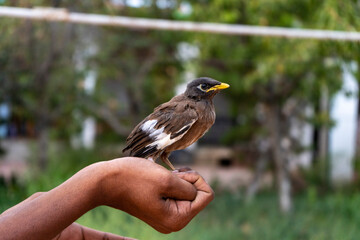myna bird in a hand of boy