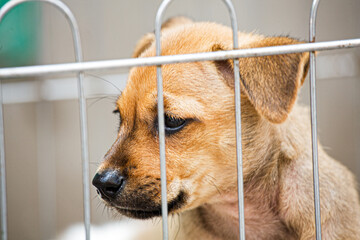Puppies for sale in a outdoor street market, Guilin China