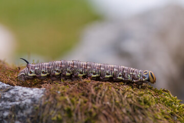 a interesting colorful butterfly caterpillar,a sphinx pinastri, with a black horn on the back, in the garden at a summer day