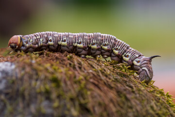 a interesting colorful butterfly caterpillar,a sphinx pinastri, with a black horn on the back, in the garden at a summer day