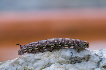 a interesting colorful butterfly caterpillar,a sphinx pinastri, with a black horn on the back, in the garden at a summer day
