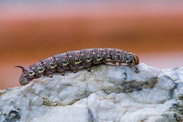 a interesting colorful butterfly caterpillar,a sphinx pinastri, with a black horn on the back, in the garden at a summer day