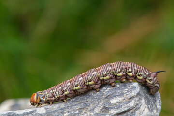 a interesting colorful butterfly caterpillar,a sphinx pinastri, with a black horn on the back, in the garden at a summer day