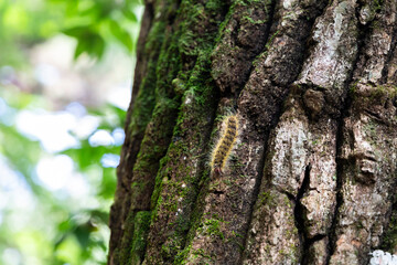 a caterpillar on a tree