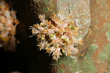Amazing small flowers of the nature. Bunch of flowers growth from the tree trunk. Nature flowers of growth from the tree trunk.