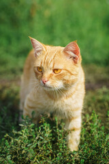 Naklejka na ściany i meble red Cat with kind green, blue eyes, Little red kitten. Portrait cute red ginger kitten....