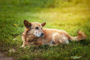 Mongrel dog of red color lies on its stomach on the grass, stretching its front paws forward. Spring