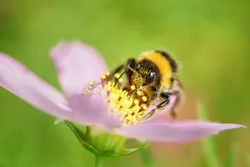 Bumblebee on a flower macro. Bumblebee collects flower nectar