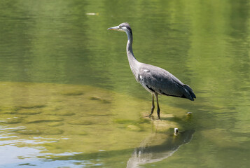 Naklejka premium heron standing in pond waters at urban park, Stuttagrt, Germany