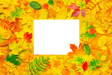 White sheet paper on colorful leaves pattern autumn leaves background thanksgiving layout autumn blank paper. A4 mockup fall leaves template. A4 design autumn background fall design template A4 paper