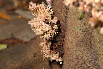 Amazing small flowers of the nature. Bunch of flowers growth from the tree trunk. Nature flowers of growth from the tree trunk.