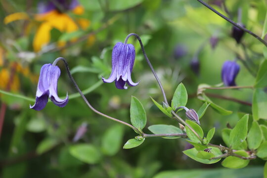 Blue Clematis integrifolia flowers in garden.