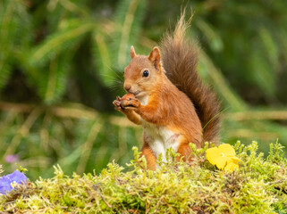 Cute little scottish red squirrel in the forest