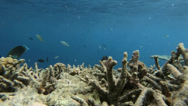 many fish in a coral reef in the Maldives