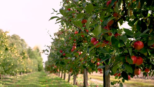 Apple orchard with ripe apples, harvest time. Video