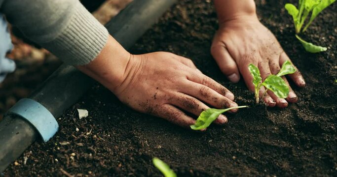 Person hands, plants and gardening in fertilizer for sustainability, eco friendly farming and vegetables in agriculture. farmer with green leaves and soil for growth, development and agro business