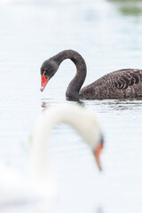 Black swan, Cygnus atratus, and mute swan, Cygnus olor,