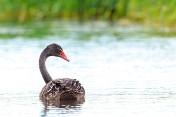 Black swan, Cygnus atratus, swimming
