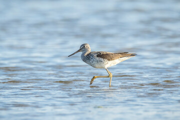 Common greenshank, Tringa nebularia, foraging in wetlands