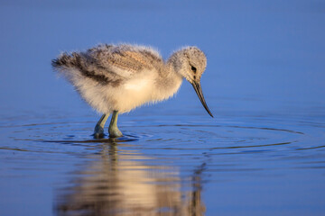 Pied Avocet Recurvirostra avosetta wader bird chick