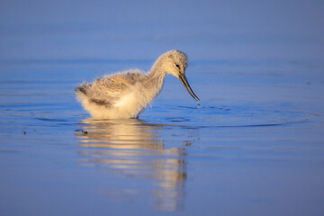 Pied Avocet Recurvirostra avosetta wader bird chick