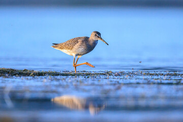 common redshank tringa totanus wading bird