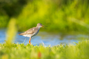 common redshank tringa totanus wader bird in farmland