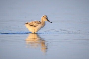 Pied Avocet Recurvirostra avosetta wader bird chick