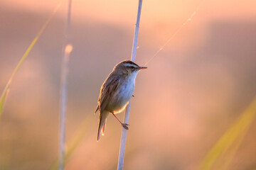 Sedge Warbler, Acrocephalus schoenobaenus, singing during sunset