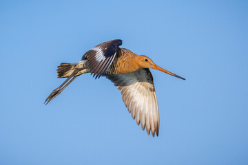 Black-tailed godwit Limosa Limosa in flight