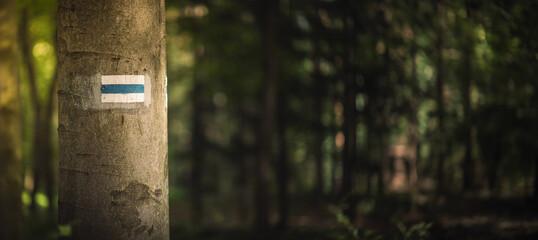 Trail sign on a tree in the forest. Long horizontal photo with space for text.