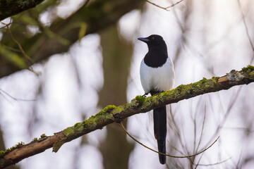 Common Eurasian Magpie bird, Pica Pica, perched in a forest