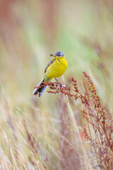Closeup of a male western yellow wagtail bird Motacilla flava singing
