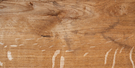 Texture of oak. Palette of wood decor samples with different colours and textures. Wooden brown...
