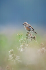Juvenile Stonechat, Saxicola rubicola, bird singing