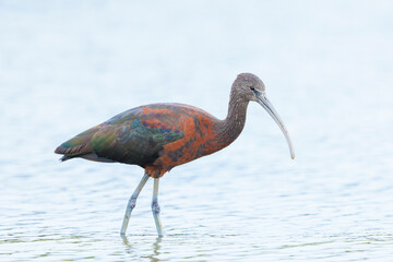 Glossy ibis, Plegadis falcinellus, wader bird in breeding plumage