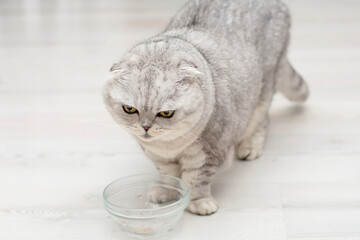 Animals. A beautiful gray fluffy domestic cat, the Scottish Fold breed, eats a delicious pate from a glass plate. Close-up.