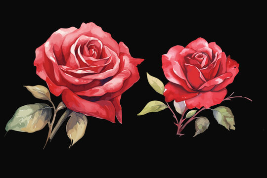 watercolor Red Rose flowers vector design