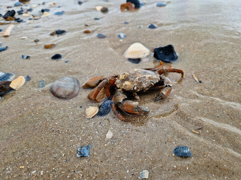 Krebse am Strand der d&auml;nischen Nordseek&uuml;ste